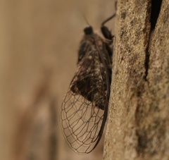 Atrapsalta corticina