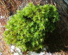 Atrichum selwynii