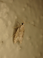 Heterocrossa