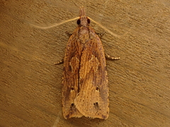 Planotortrix notophaea