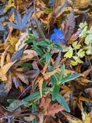 Lithodora