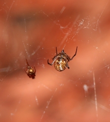 Parasteatoda tepidariorum