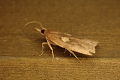 Planotortrix notophaea