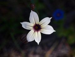 Sisyrinchium micranthum