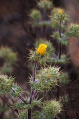 Berkheya spinosissima