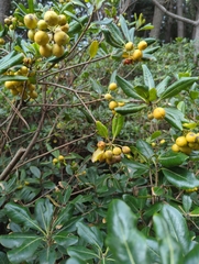 Pittosporum tobira