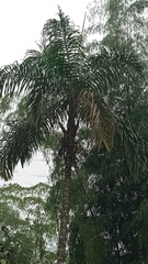 Cocoseae