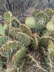 Cactaceae