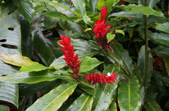 Alpinia purpurata