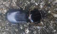 Passalus