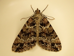 Pseudocoremia productata