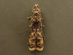 Microcolona