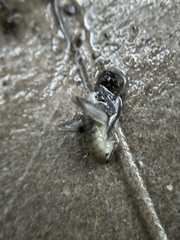 Ceuthophilus californianus