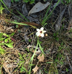Sisyrinchium micranthum