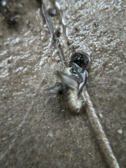 Ceuthophilus californianus