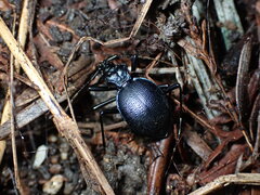 Scaphinotus cristatus