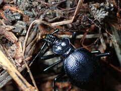 Scaphinotus cristatus