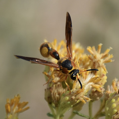 Eumenes bollii