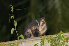 Didelphis aurita