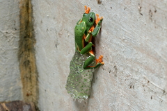 Agalychnis moreletii