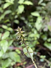 Achyranthes