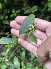 Achyranthes