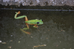 Agalychnis moreletii