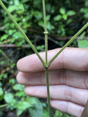Achyranthes