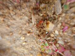 Solenopsis geminata