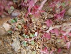 Solenopsis geminata