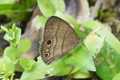 Hermeuptychia harmonia