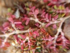 Solenopsis geminata