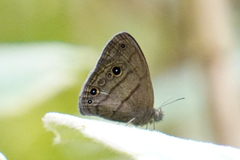 Hermeuptychia hermes