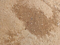 Pogonomyrmex californicus