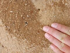 Pogonomyrmex californicus