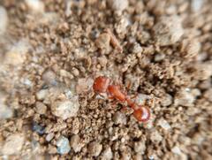 Pogonomyrmex californicus