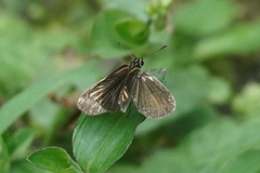 Apaustus gracilis
