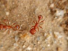 Pogonomyrmex californicus