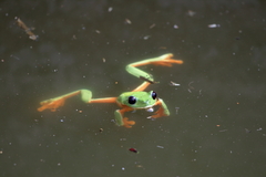 Agalychnis moreletii