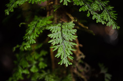 Hymenophyllum umbratile