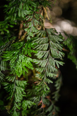 Hymenophyllum umbratile