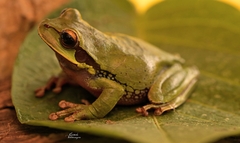 Smilisca cyanosticta