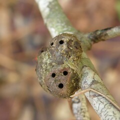 Callirhytis quercusclavigera