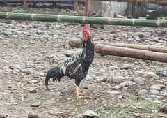 Gallus