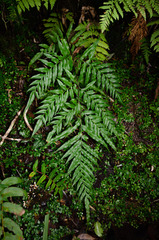 Pteris semiadnata