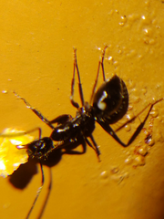 Camponotus sexguttatus