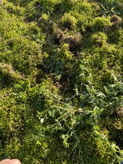 Rhytidiadelphus squarrosus