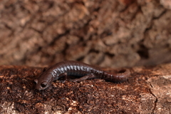 Plethodontidae