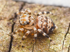 Thorelliola ensifera