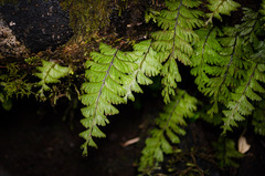 Hymenophyllum pectinatum